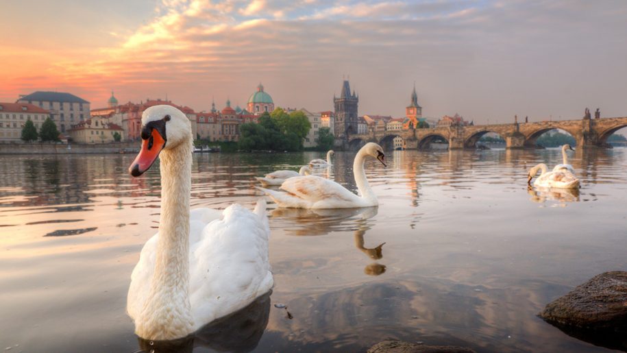 Prague-swans-water-architecture-bridge-HD-Desktop-Wallpaper-915×515