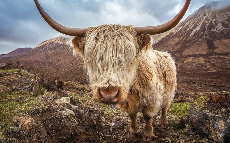 UK-roadtrip-highland-cattle-isle-of-skye-800×500